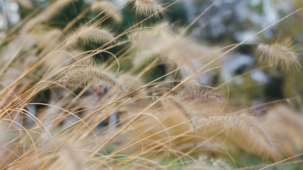 Inner Horizon Counselling