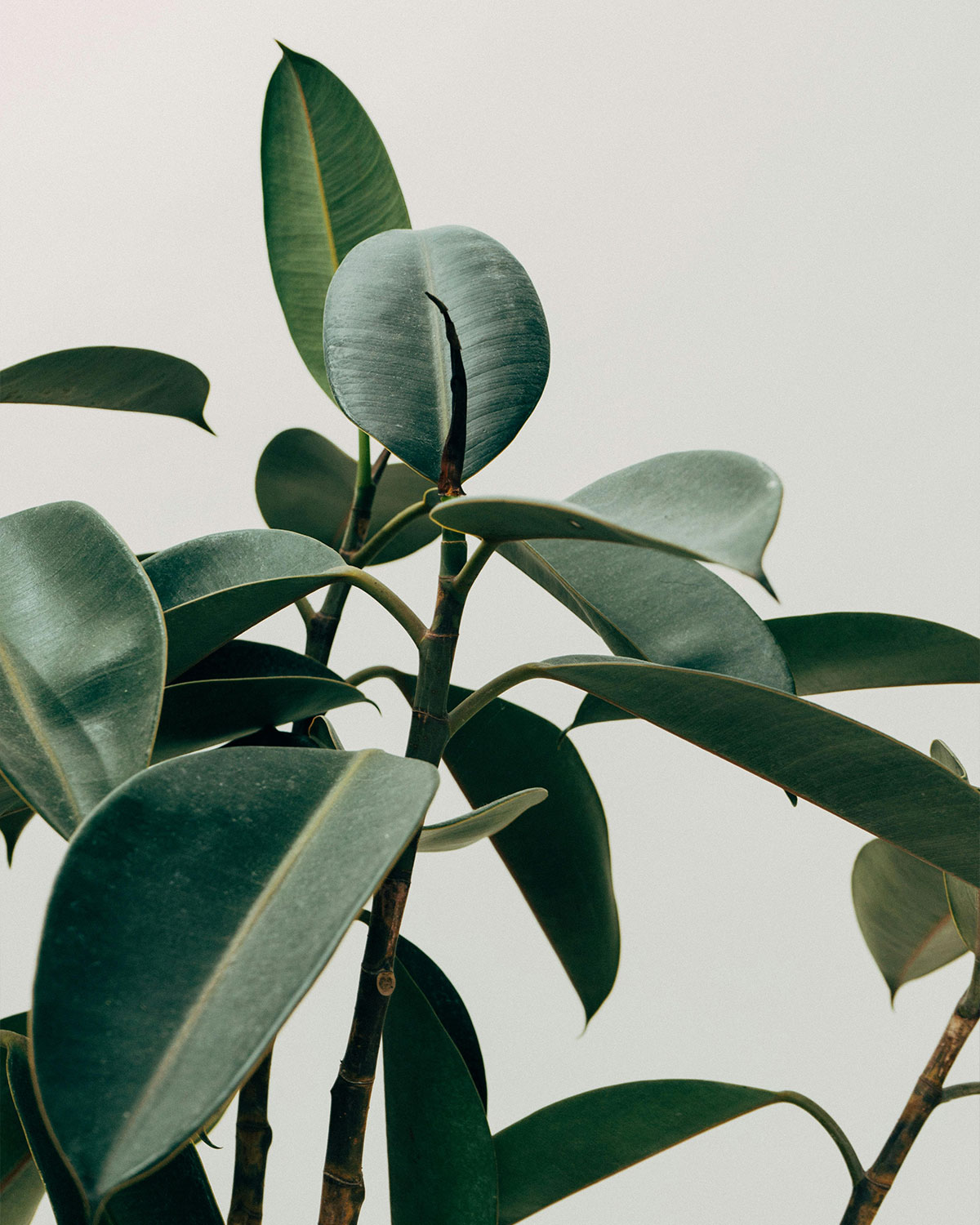 Inner Horizon Counselling