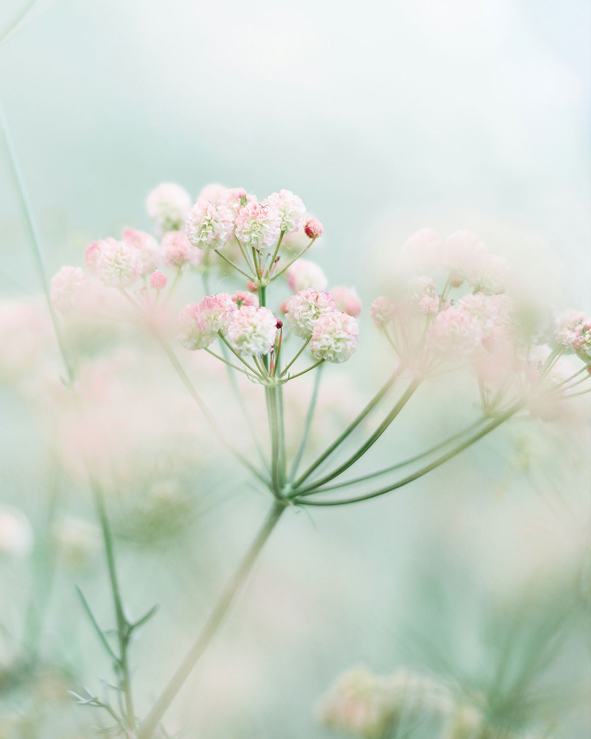 Inner Horizon Counselling