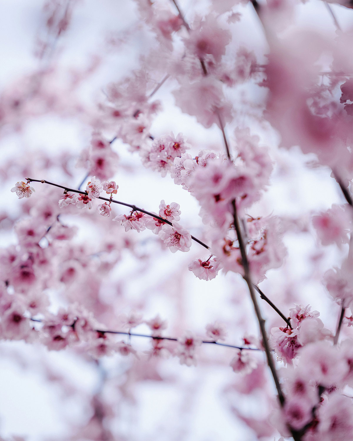 Inner Horizon Counselling