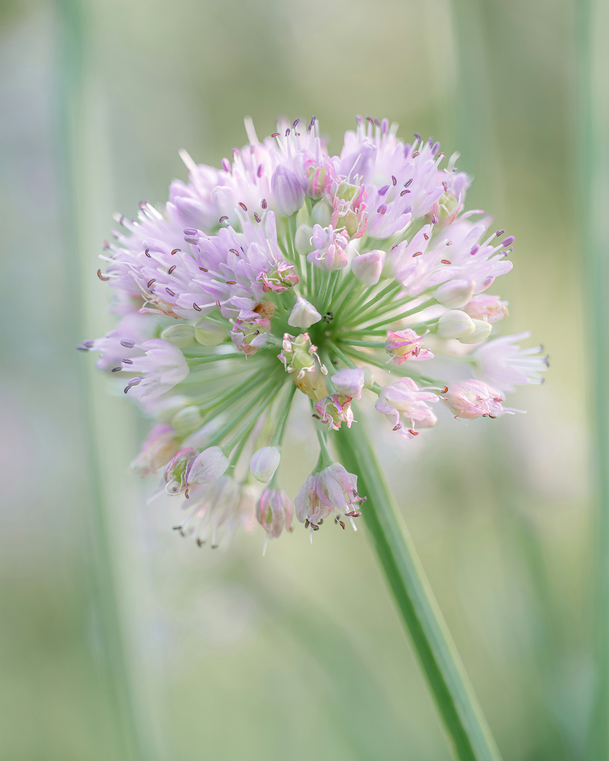 Inner Horizon Counselling