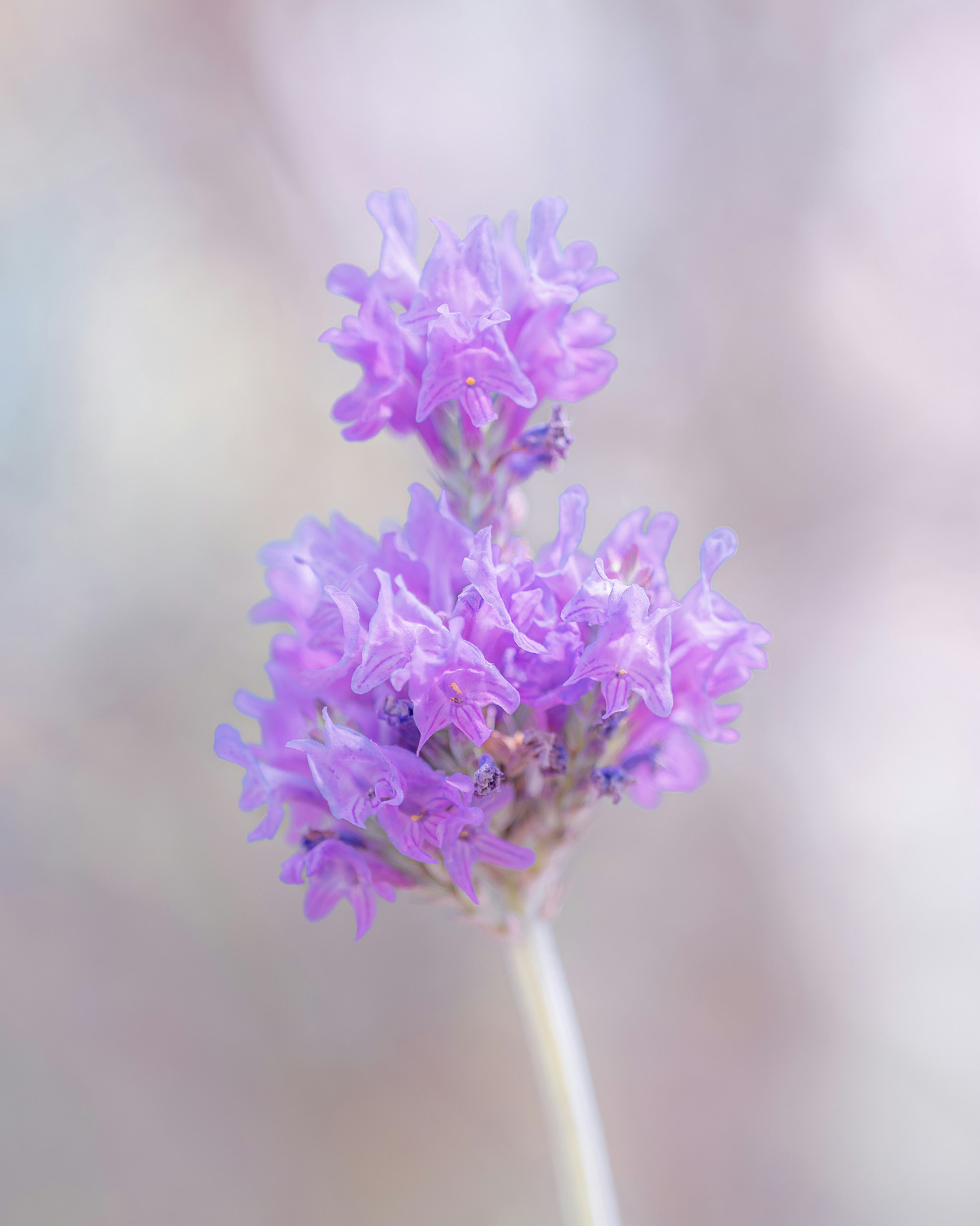 Inner Horizon Counselling