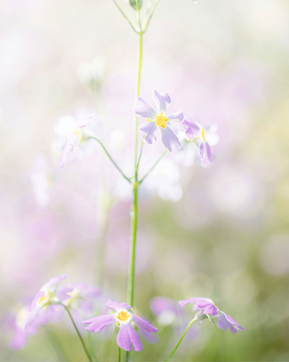 Inner Horizon Counselling